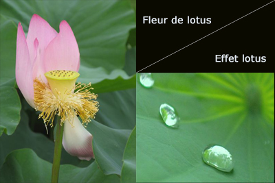 Effet lotus