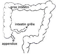 Schéma du gros intestin, de l'intestin grêle et de l'appendice