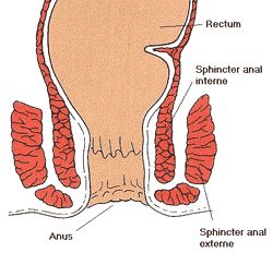 Schéma du rectum, de l'anus et des sphincters anaux internes et externes