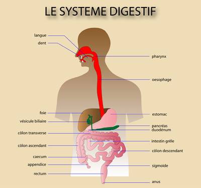 Schéma de l'appareil digestif d'un humain
