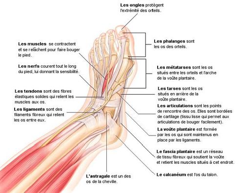 Anatomie du pied