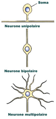 Différents types de neurones