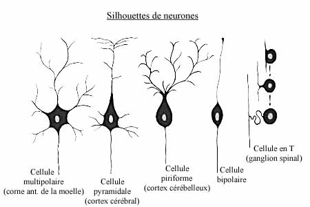Silhouettes de neurones