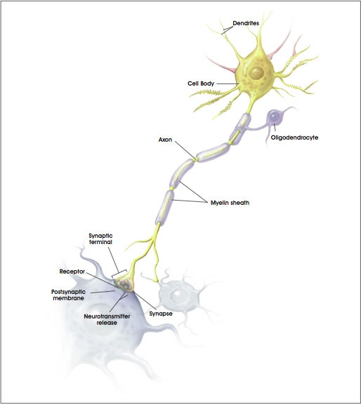 Schéma d'un neurone dont l'axone est entouré par les oligodentrocytes