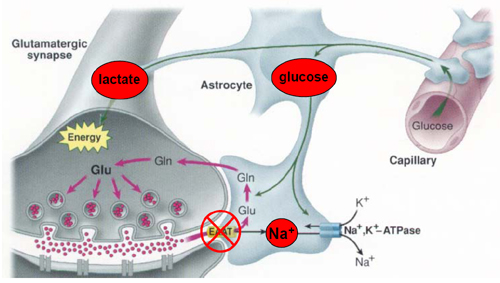 Passage des nutriments du capillaire sanguin au neurone via les astrocytes