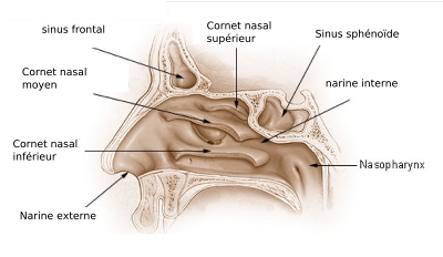 Schéma des cornets nasaux