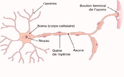 Schéma d'un neurone