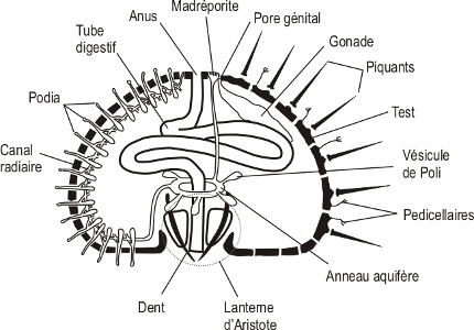 Anatomie oursin