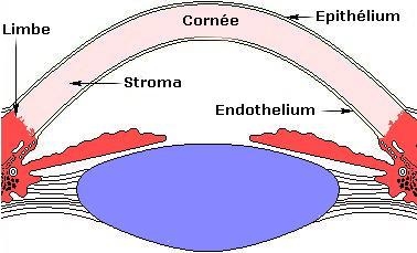 Anatomie de la cornée