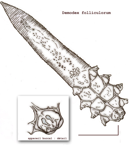 Appareil buccal de Demodex folliculorum