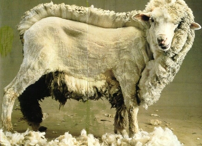 Un mouton tondu à moitié dans le sens de la longueur de son corps