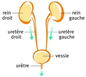 Schéma simplifié de l'appareil urinaire