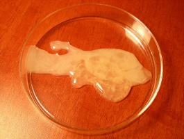 Sperme dans une boite de Petri