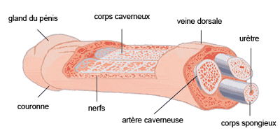 Hirsuties coronae glandis - Wikipedia
